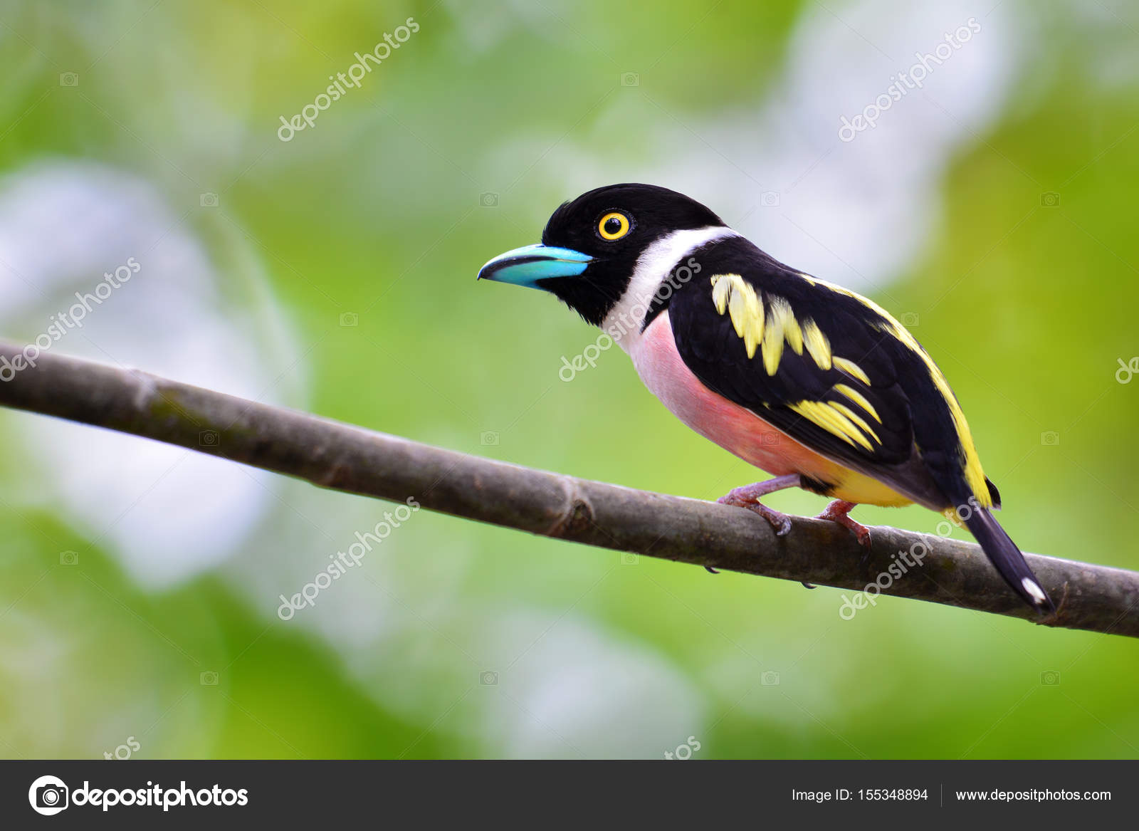 Oiseau De Broadbill Noir Et Jaune Photographie Thawats