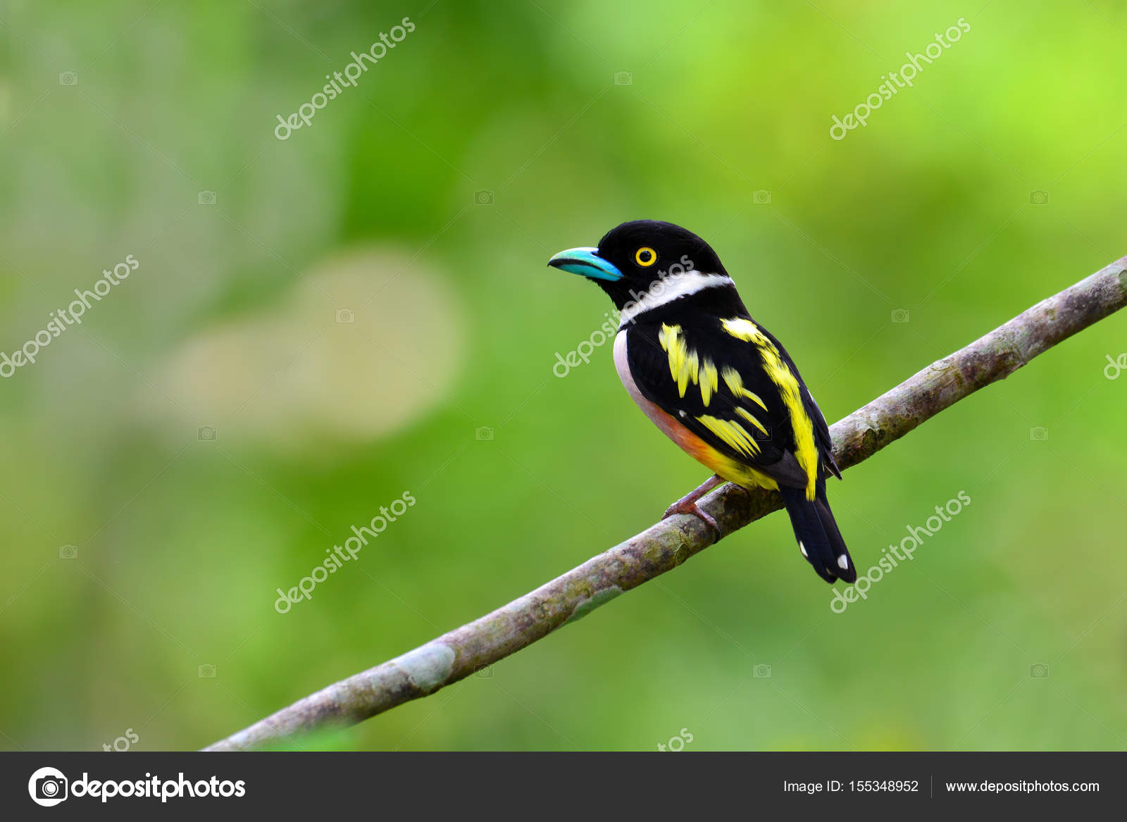 Oiseau De Broadbill Noir Et Jaune Photographie Thawats