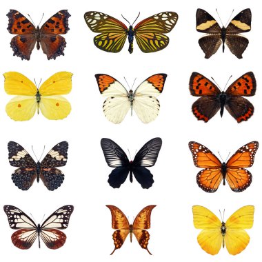 izole renkli kelebek