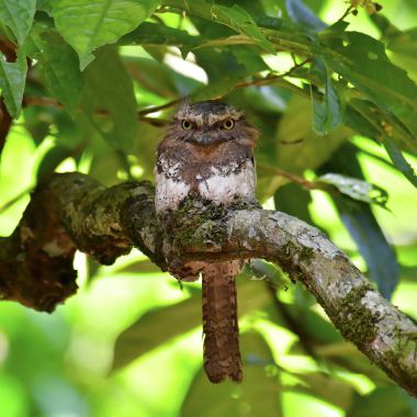 Blyth'ın Paszczaki kuş