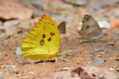 limon göçmen kelebek