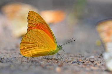 Turuncu Albatros kelebek
