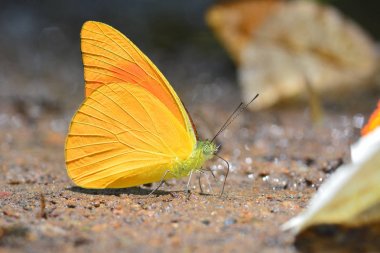 Turuncu Albatros kelebek