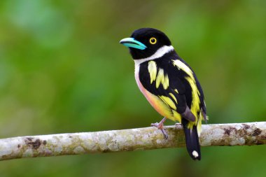 Black-and-Yellow Broadbill Bird clipart
