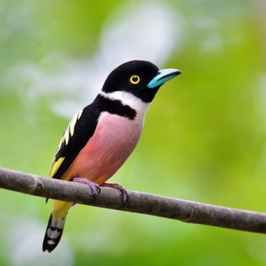 Siyah ve sarı kılıç kuş