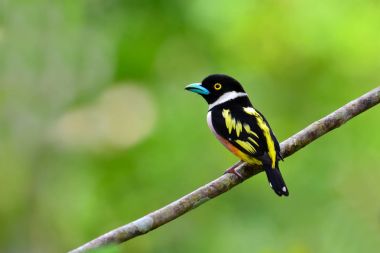 Siyah ve sarı kılıç kuş