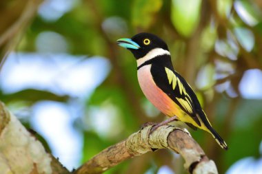 Siyah ve sarı kılıç kuş