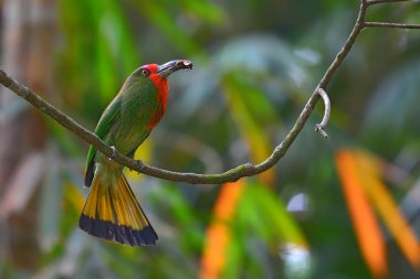 arı kuşugiller kırmızı sakallı kuş