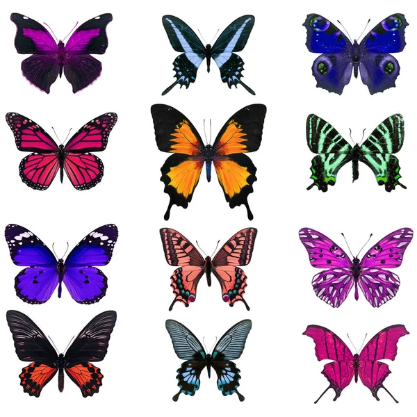 Bunter Schmetterling isoliert — Stockfoto