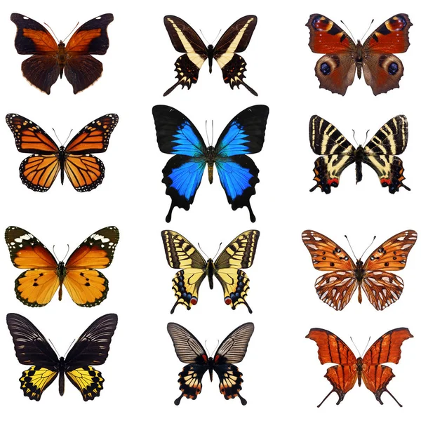 Farfalla colorata isolata — Foto Stock