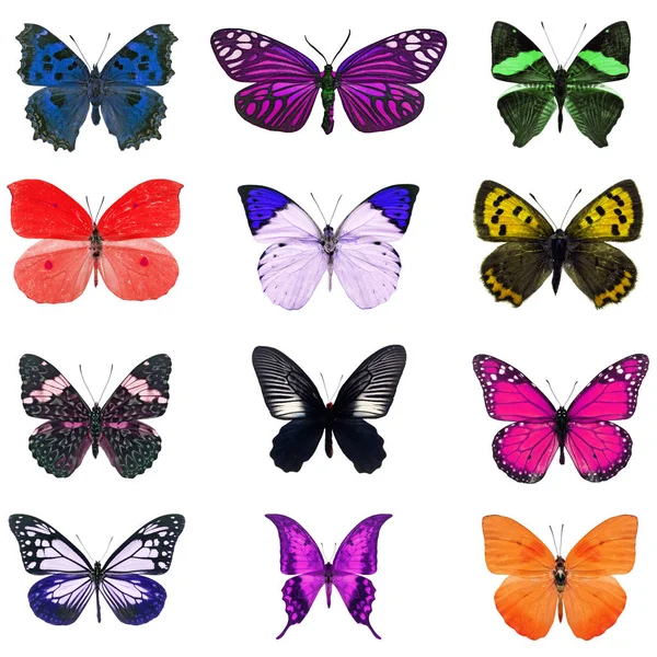 カラフルな蝶の分離 — ストック写真