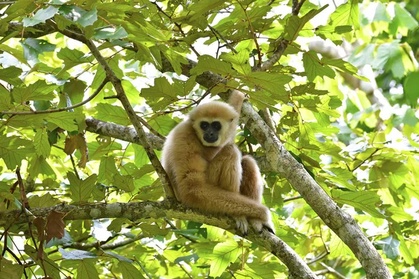 Krásné bílé Gibbon — Stock fotografie