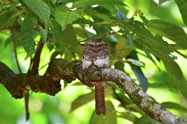 Blyth's Frogmouth Bird — Stock Photo, Image