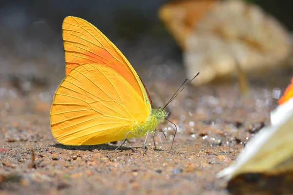 オレンジ アルバトロス蝶 — ストック写真