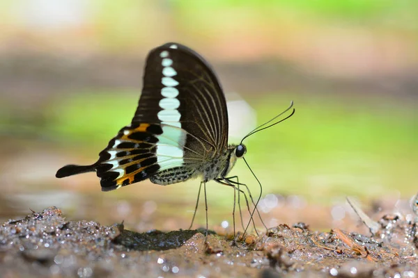 Şeritli Swallowtail kelebek — Stok fotoğraf