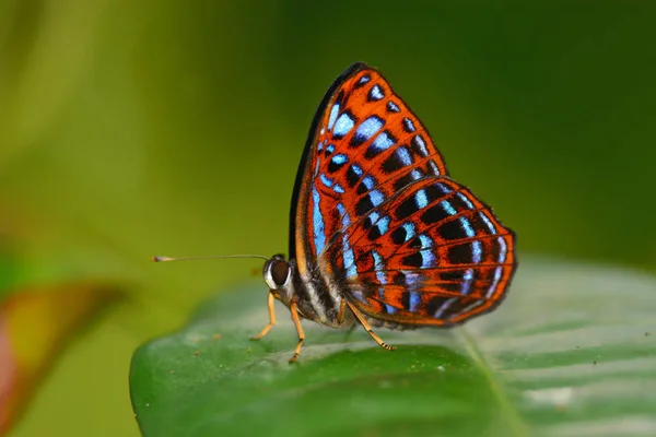 Малая бабочка-арлекин — стоковое фото