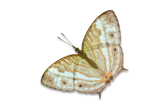 Білий метелик ізольовані — стокове фото