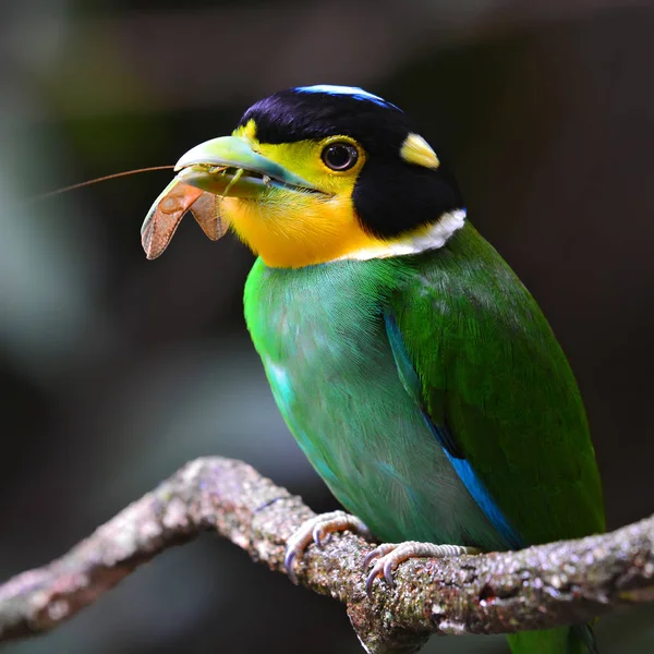 Dlouho sledoval broadbill pták — Stock fotografie