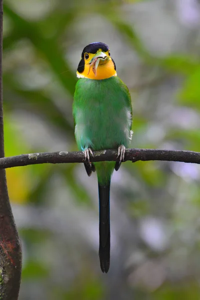 オナガヒロハシの鳥 — ストック写真