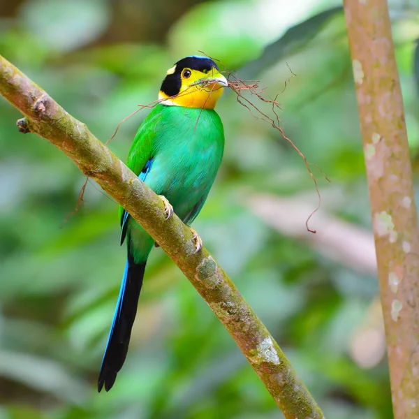 Long-tailed Broadbill bird — Stock Photo, Image