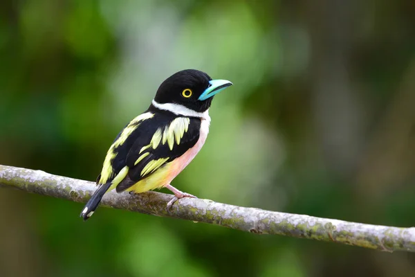 Pássaro de Broadbill preto-e-amarelo — Fotografia de Stock