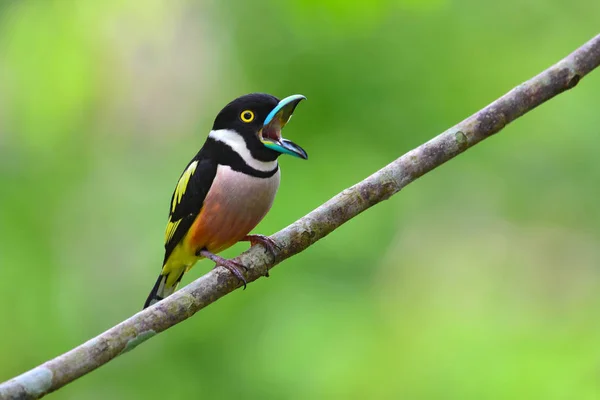 Černá a žlutá Broadbill pták — Stock fotografie