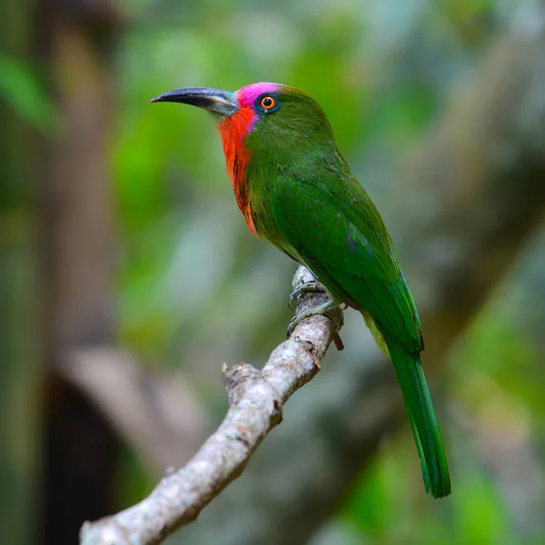 Żołna brodaty czerwony ptak — Zdjęcie stockowe