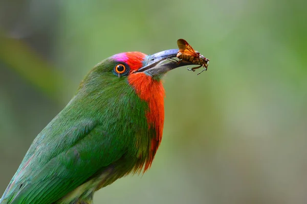 Oiseau mangeur d'abeilles à barbe rouge — Photo