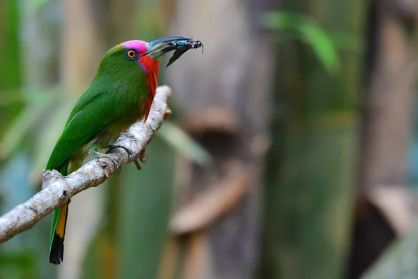 Red-bearded Bee-eater Bird — Stock Photo, Image