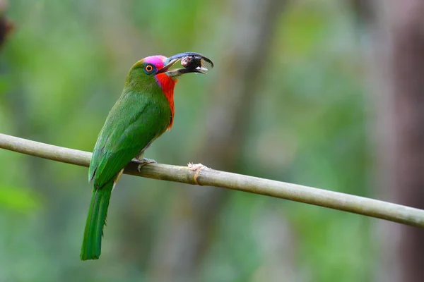 红胡子的食蜂鸟鸟 — 图库照片