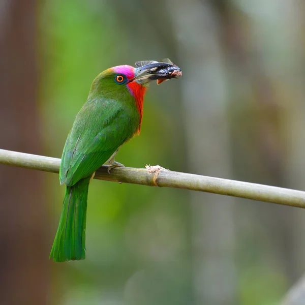 Red-bearded Bee-eater Bird — Stock Photo, Image