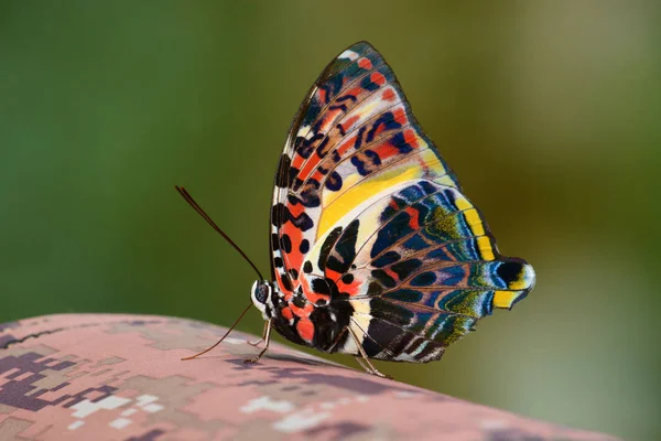 Slavná Begum Butterfly — Stock fotografie