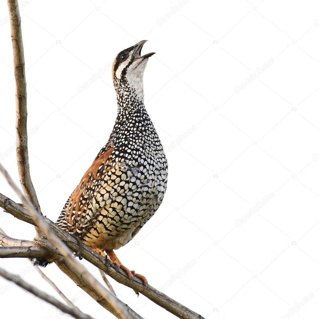 Chinese Francolin bird