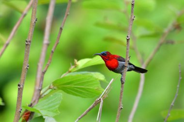 Kızıl Sunbird kuş