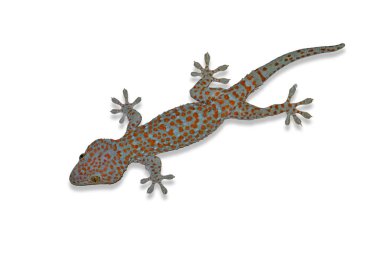 Tokay gecko Tayland 