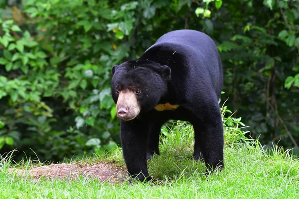 Orso sole malese — Foto Stock