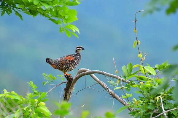Čínská francolin pták — Stock fotografie