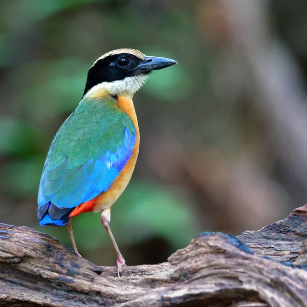 Pide mavi kanatlı kuş — Stok fotoğraf