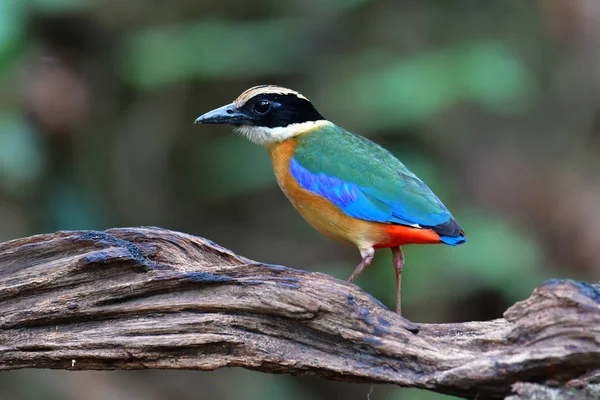 Pájaro Pitta de alas azules — Foto de Stock