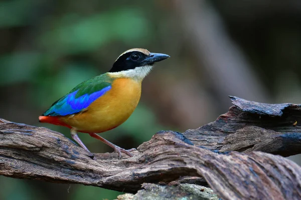 Oiseau Pitta à ailes bleues — Photo