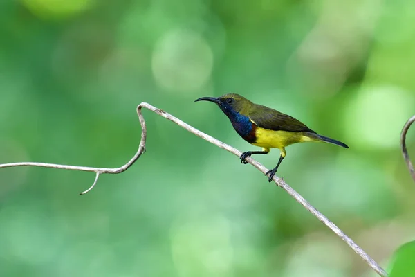 Olajbogyó--hátú Sunbird madár — Stock Fotó