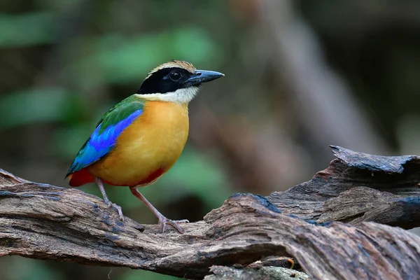 Pájaro Pitta de alas azules — Foto de Stock