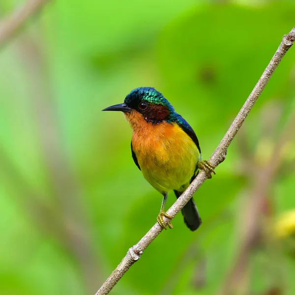 Краснощёкий Sunbird — стоковое фото