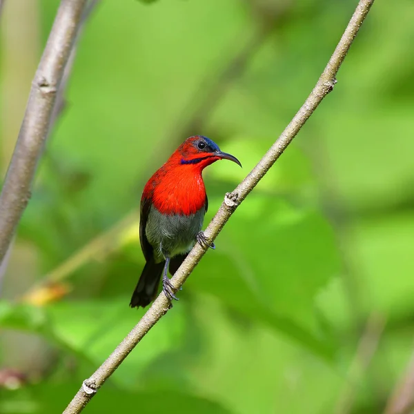 深红色的太阳鸟鸟 — 图库照片