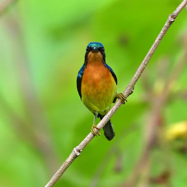 Ruby-kinder Sunbird fågel — Stockfoto