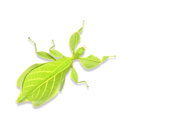 Leaf insect or walking leave — Stock Photo, Image