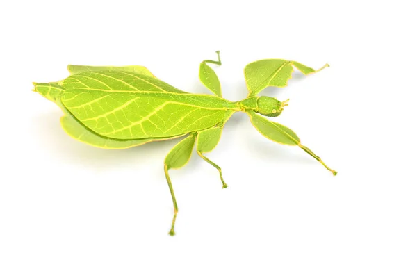 Leaf insect or walking leave — Stock Photo, Image