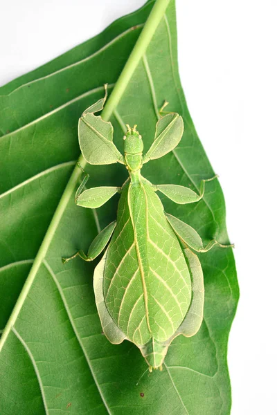 Leaf insect or walking leave — Stock Photo, Image
