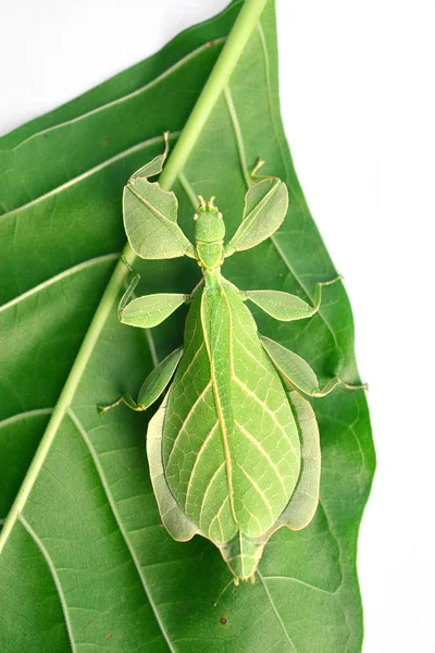 Insecte des feuilles ou congé de marche Image En Vente