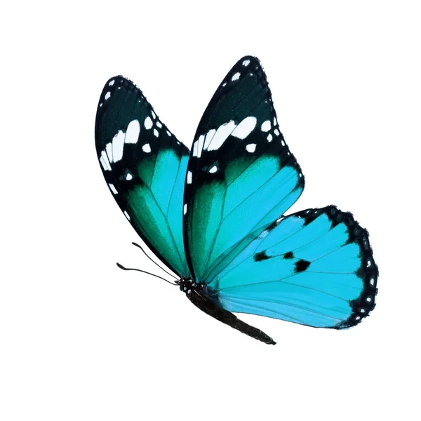 Метелик монарх ізольовані — стокове фото